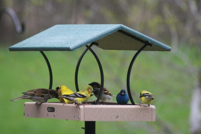 Recycled Fly Thru Green-Medium,Backyard Nature Products,SNFT-200