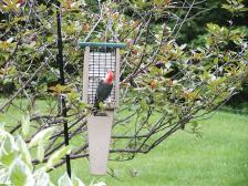 Recycled Double Suet- Green Top,SNPS