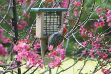 Recycled Single Suet - Green Top,Backyard Nature Products,SNTP