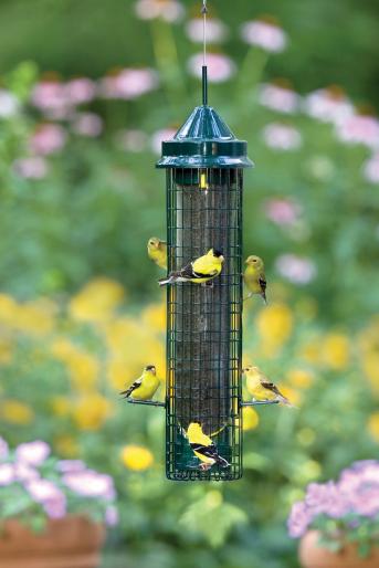 Buster Finch Feeder,Brome,BBC1016